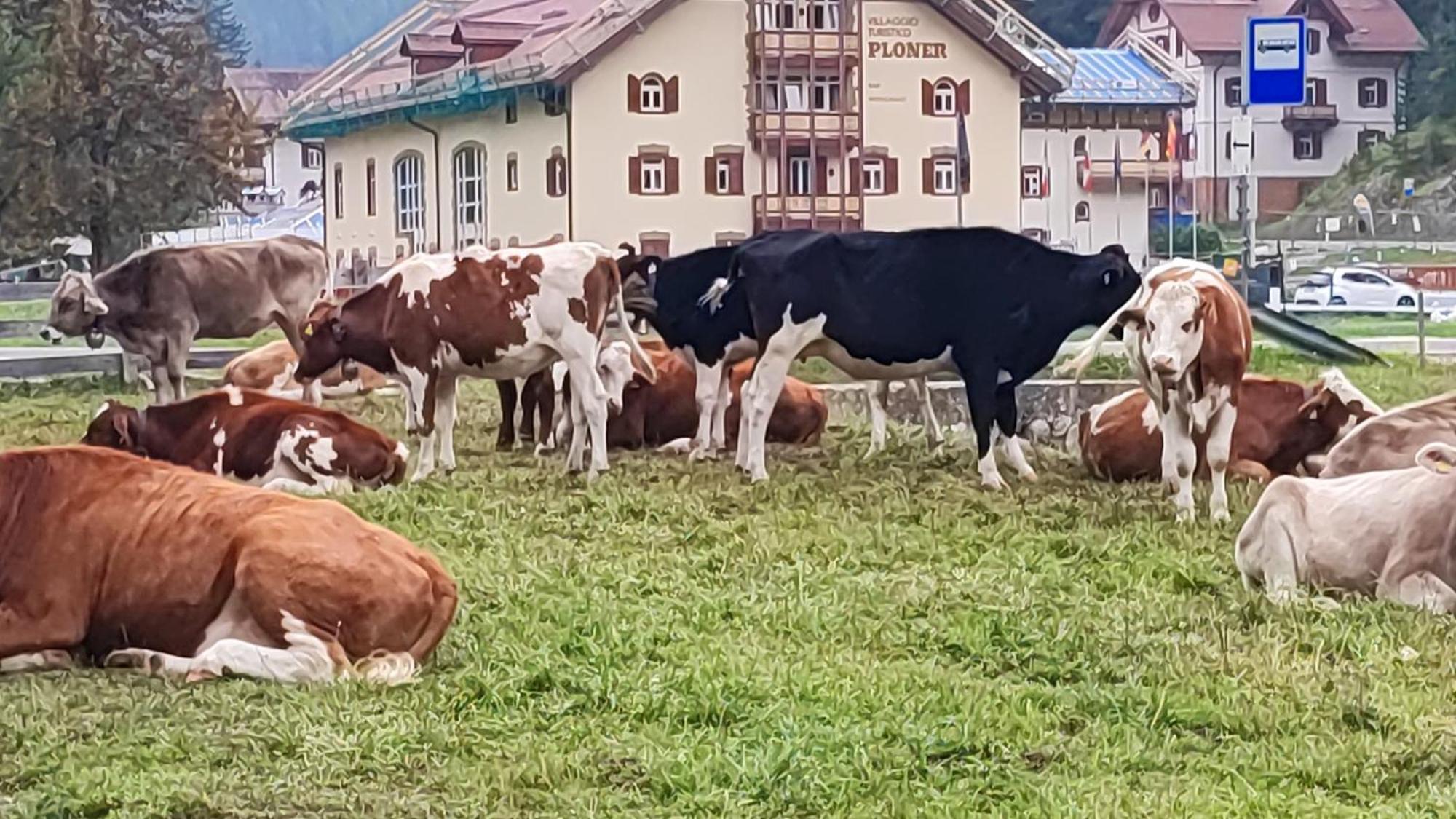 Villaggio Turistico Ploner Appartaments Carbonin Kültér fotó